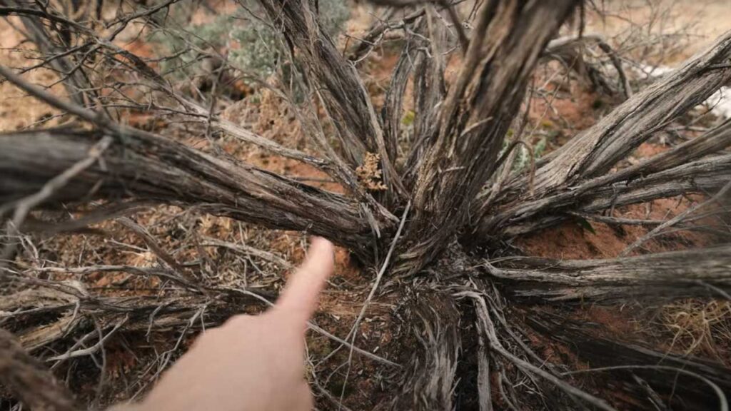 When your learning how to start a fire with nothing remember that Sage is your friend!  Best burning wood out there!