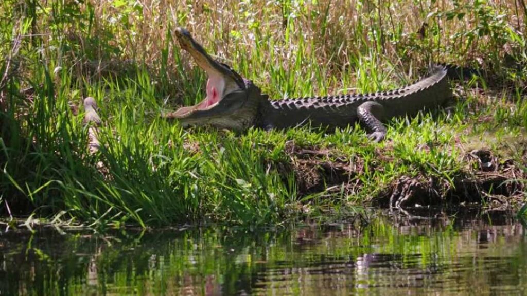 Kayak fishing in the Okeefenokee, even amongst these intimidating creatures is very safe and an experience of a lifetime.
