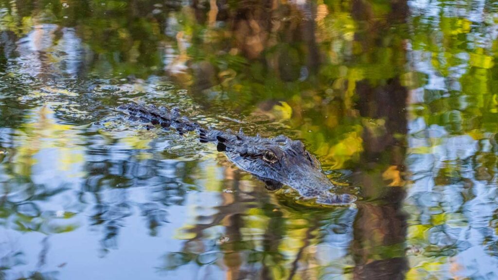 Man these awesome creatures are cool to paddle with.