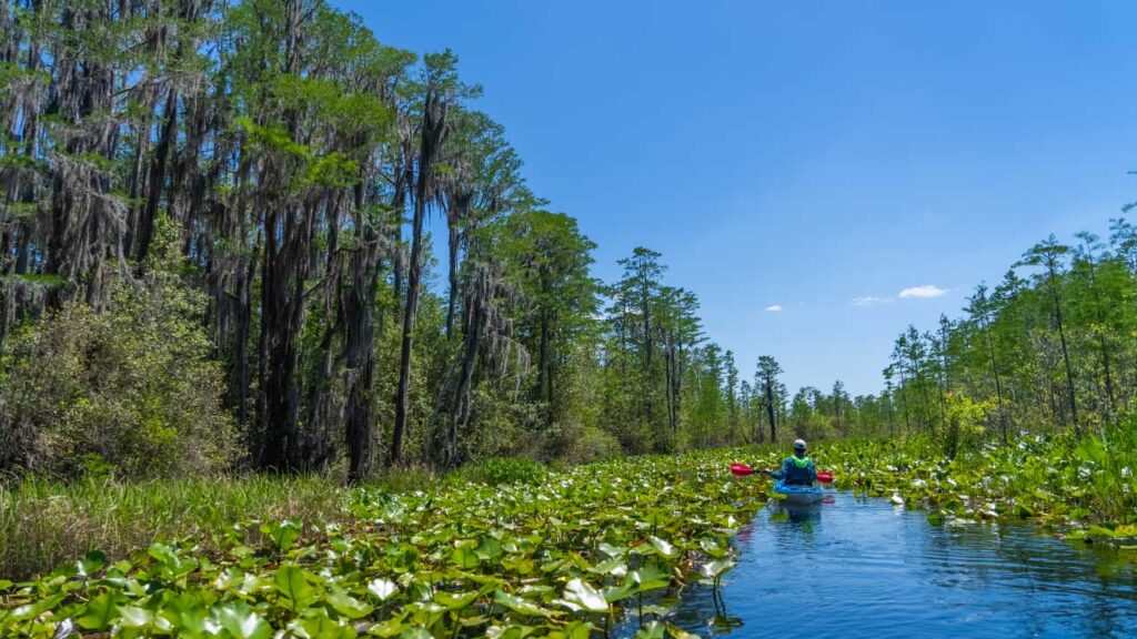 A regular view during our travels on Day 2 down the Suwanee River