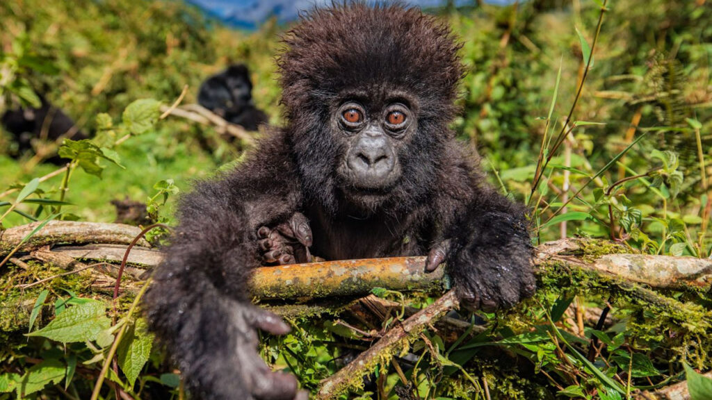 This little guy couldn't get enough of our camera