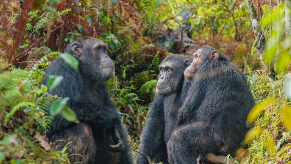 I was lucky enough to get the one photo of these chimps.