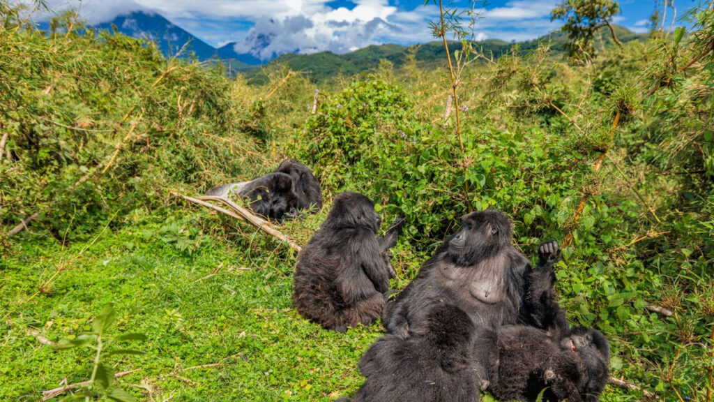 We were able to hang out with a whole family of Gorillas!