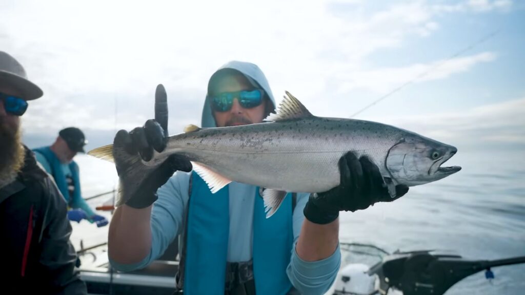 chinook salmon