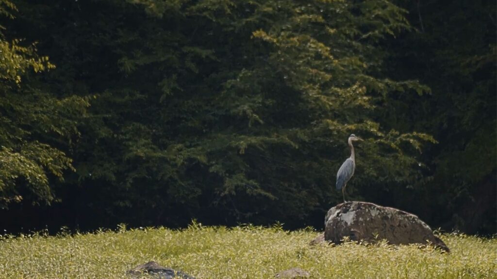 great blue heron in north carolina eno river eagle trail
